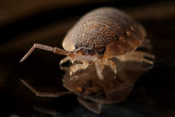 PEST CONTROL HARPENDEN, Hertfordshire. Pests Our Team Eliminate - Bed Bugs.