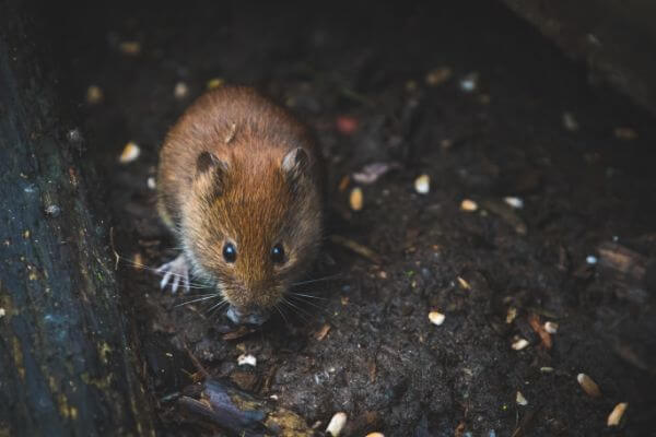 PEST CONTROL HARPENDEN, Hertfordshire. Pests Our Team Eliminate - Mice.
