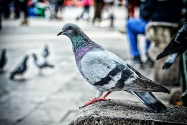 PEST CONTROL HARPENDEN, Hertfordshire. Pests Our Team Eliminate - Pigeons.