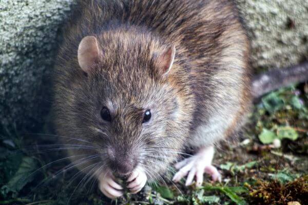 PEST CONTROL HARPENDEN, Hertfordshire. Pests Our Team Eliminate - Rats.