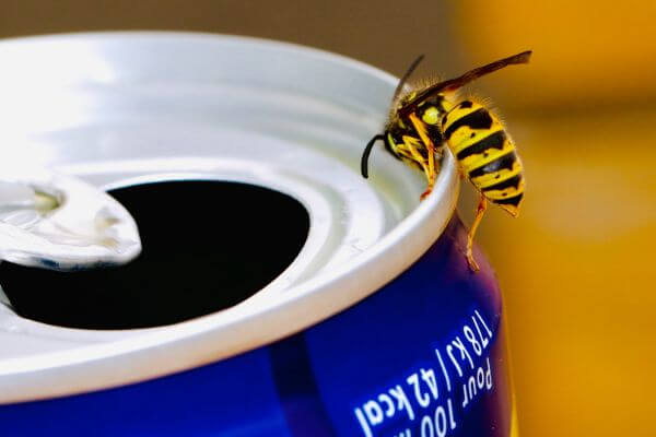 PEST CONTROL HARPENDEN, Hertfordshire. Pests Our Team Eliminate - Wasps.